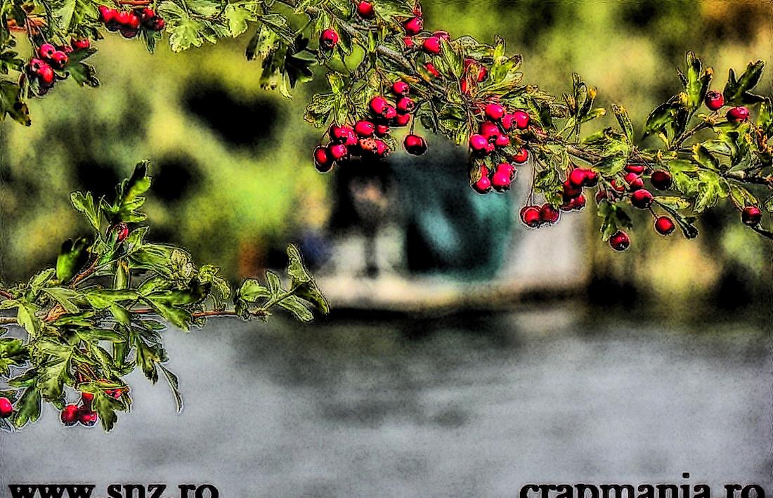 Boiliesmania 2013  (2) - 1031594hdrmode2-2.jpg